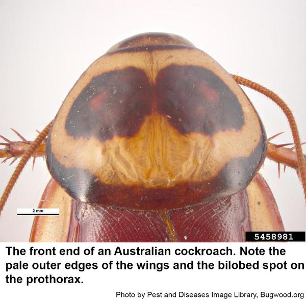  distinguish Australian cockroaches
